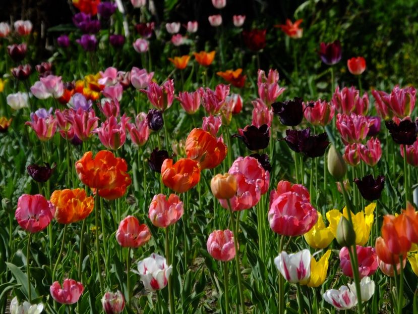  - 2018_02_Lalele_III