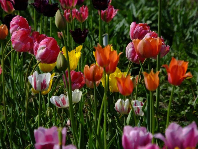  - 2018_02_Lalele_III