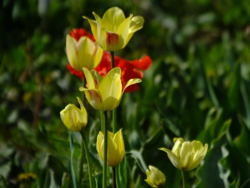  - 2018_02_Lalele_III