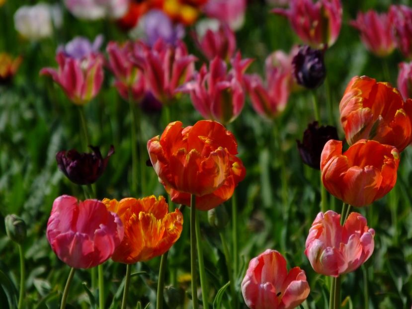  - 2018_02_Lalele_III