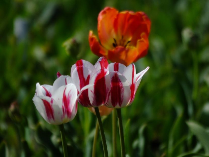  - 2018_02_Lalele_III