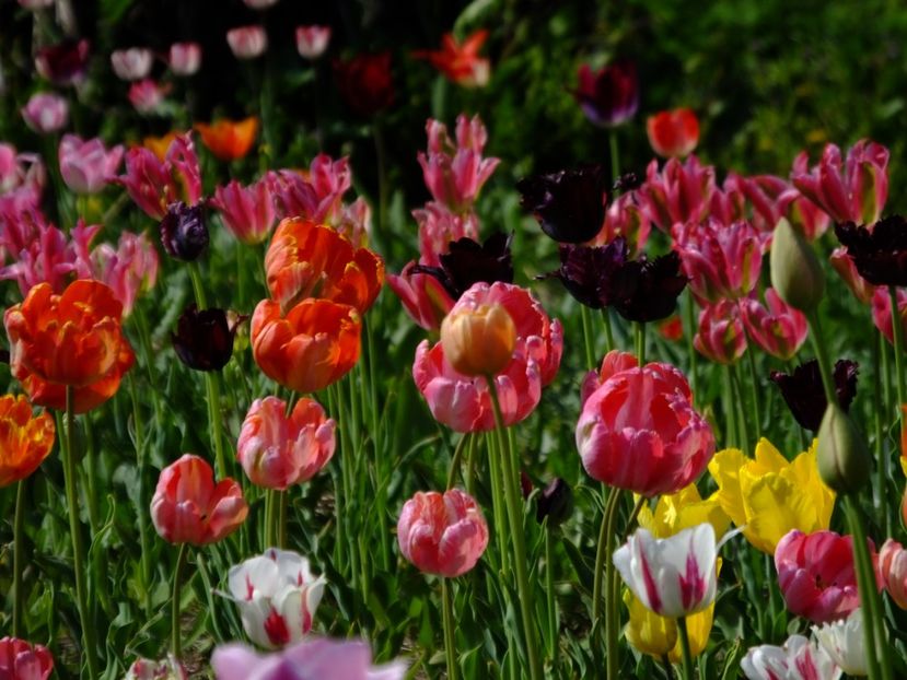  - 2018_02_Lalele_III