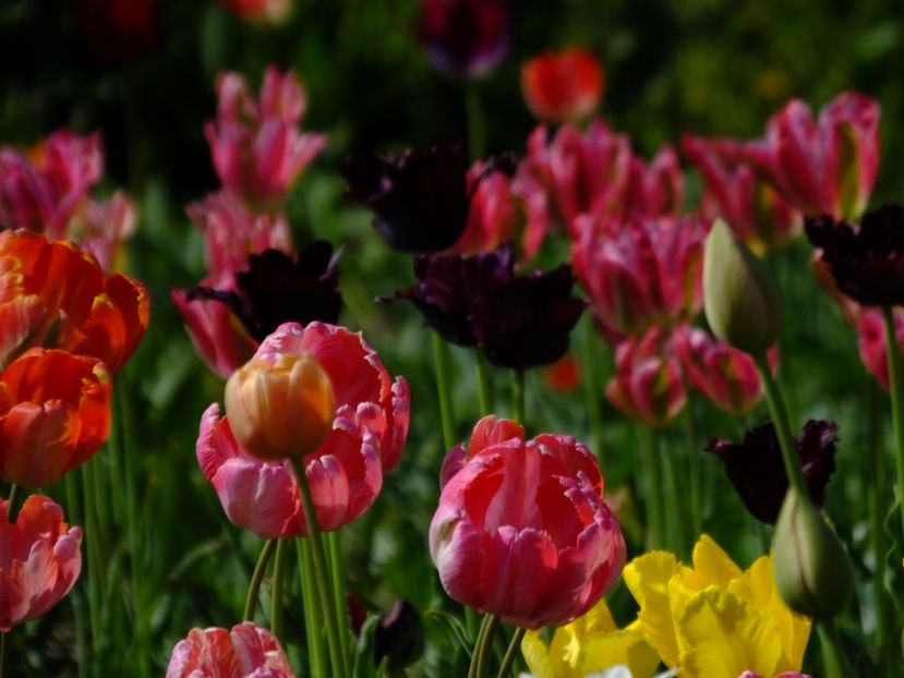  - 2018_02_Lalele_III