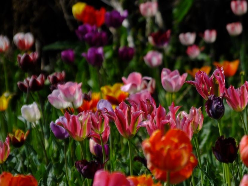  - 2018_02_Lalele_III