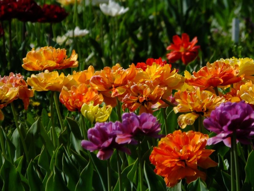  - 2018_02_Lalele_III