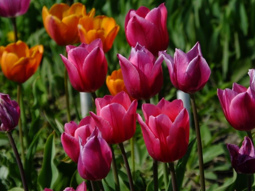  - 2018_02_Lalele_III