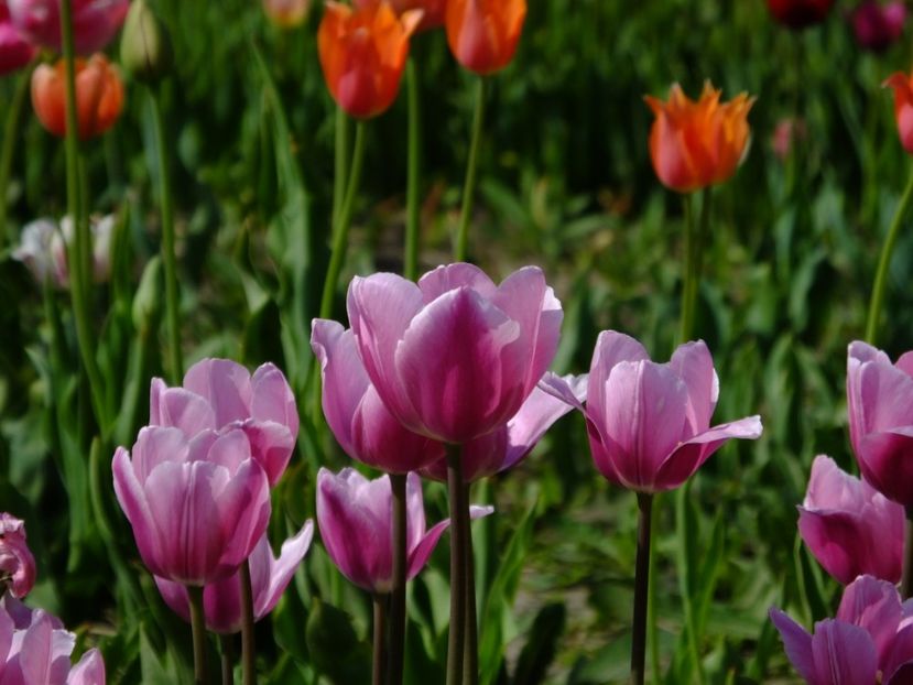  - 2018_02_Lalele_III