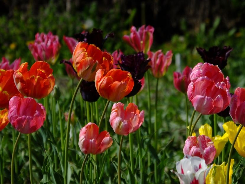  - 2018_02_Lalele_III