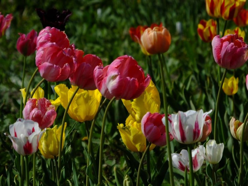  - 2018_02_Lalele_III