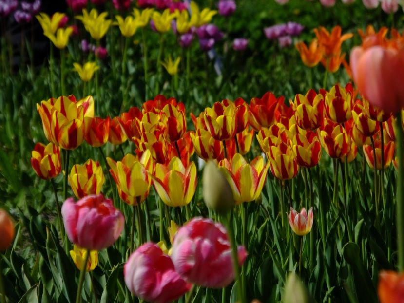  - 2018_02_Lalele_III