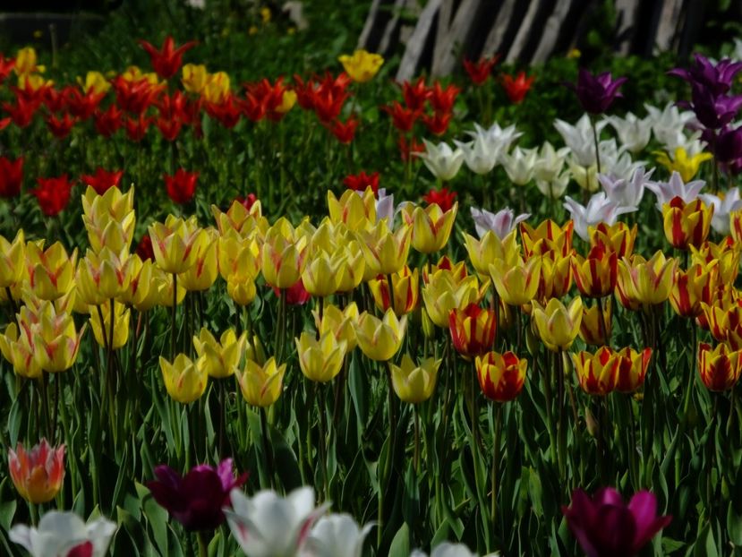  - 2018_02_Lalele_III