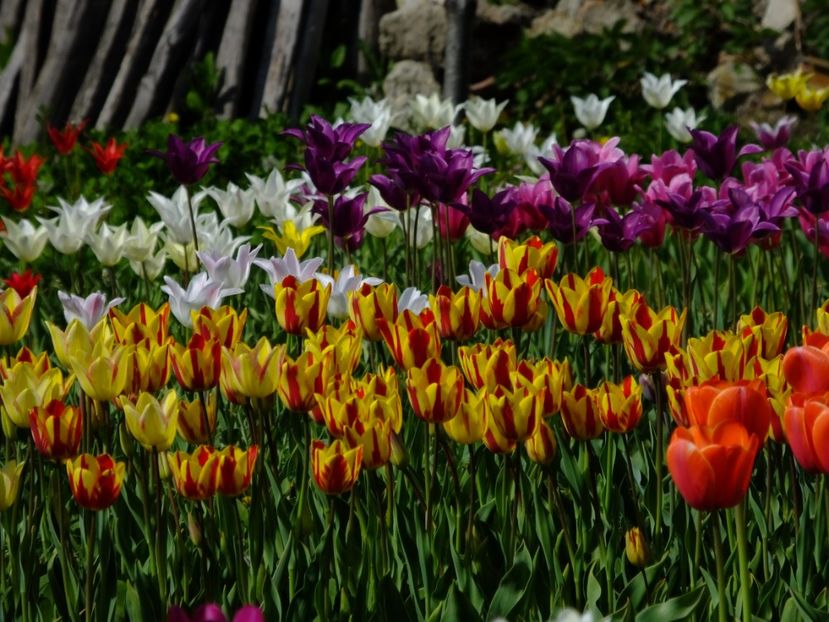  - 2018_02_Lalele_III