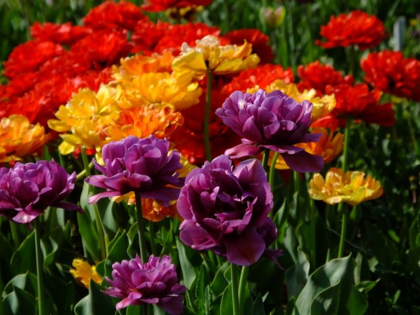  - 2018_02_Lalele_III