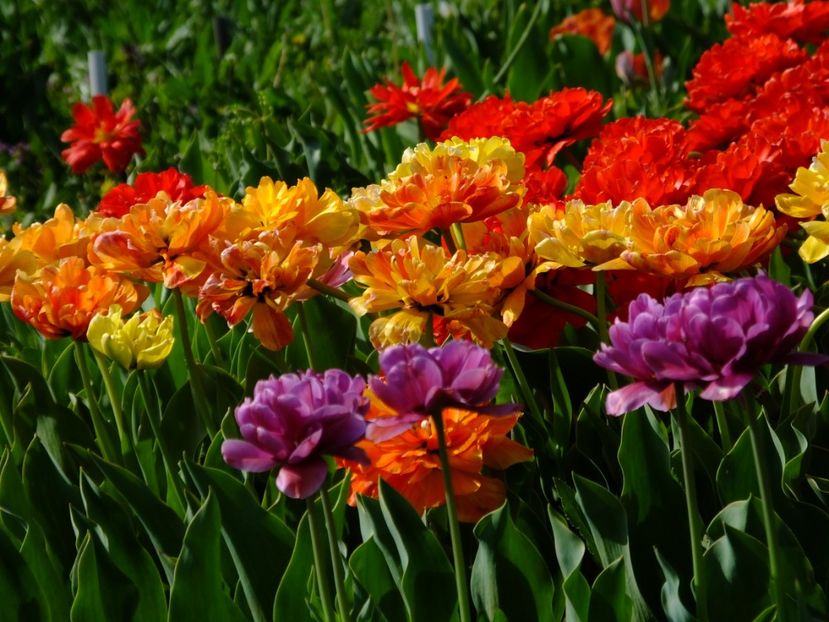  - 2018_02_Lalele_III