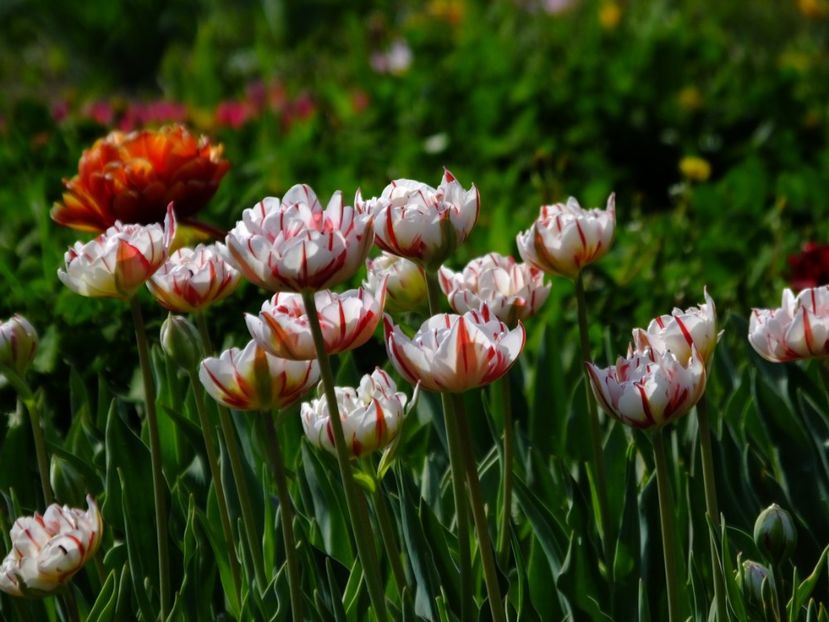  - 2018_02_Lalele_III