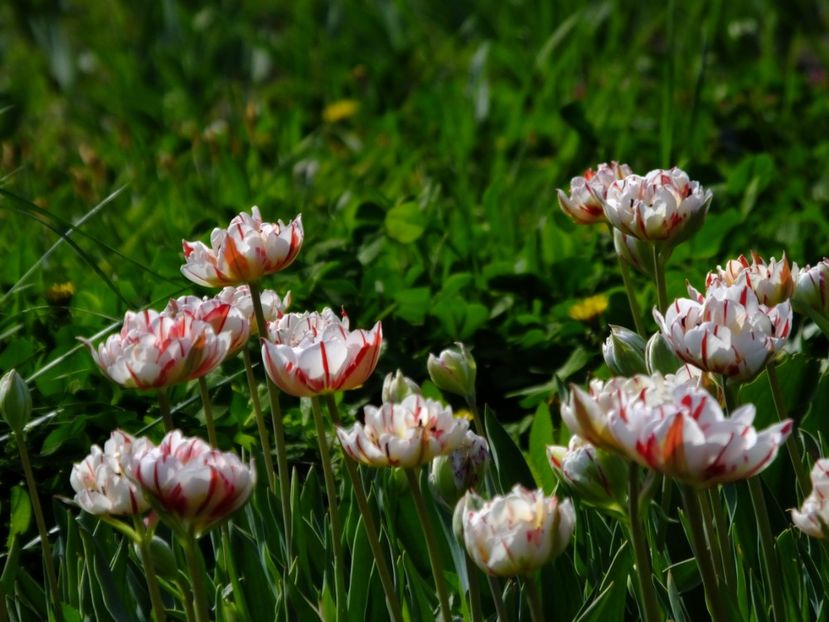  - 2018_02_Lalele_III