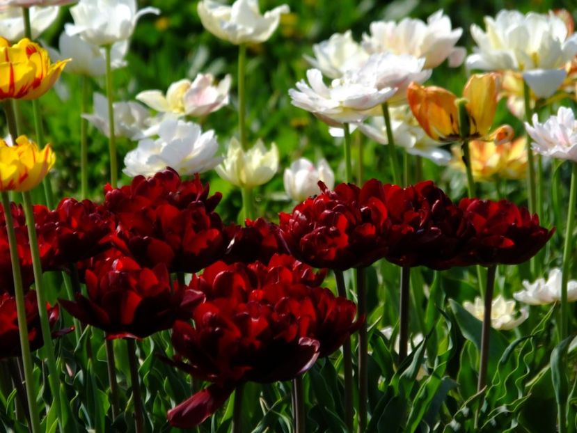  - 2018_02_Lalele_III