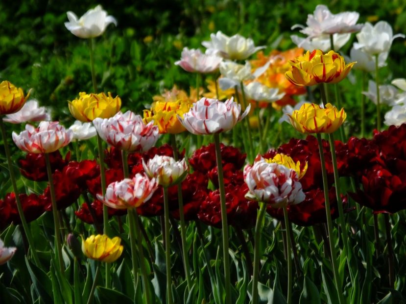  - 2018_02_Lalele_III