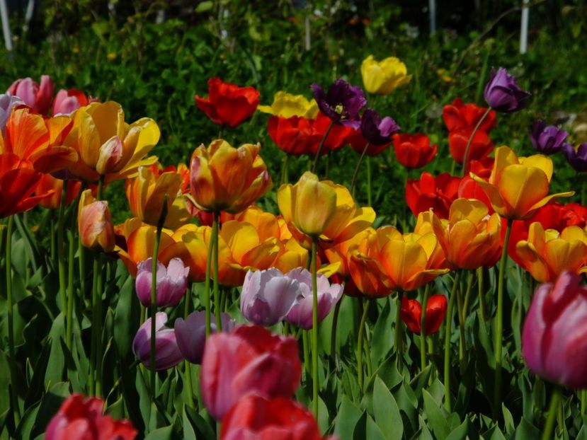  - 2018_02_Lalele_III