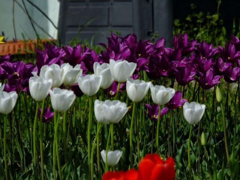  - 2018_02_Lalele_III