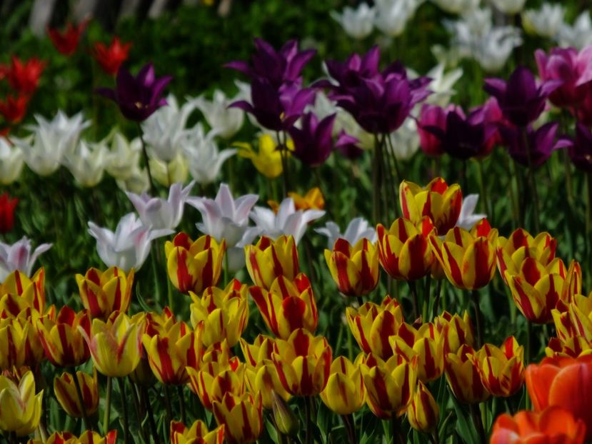  - 2018_02_Lalele_III