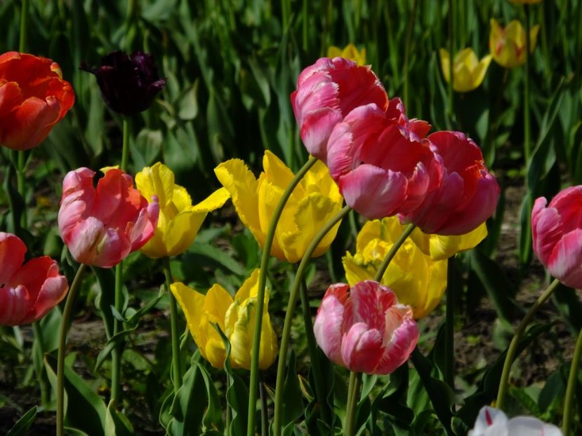  - 2018_02_Lalele_III