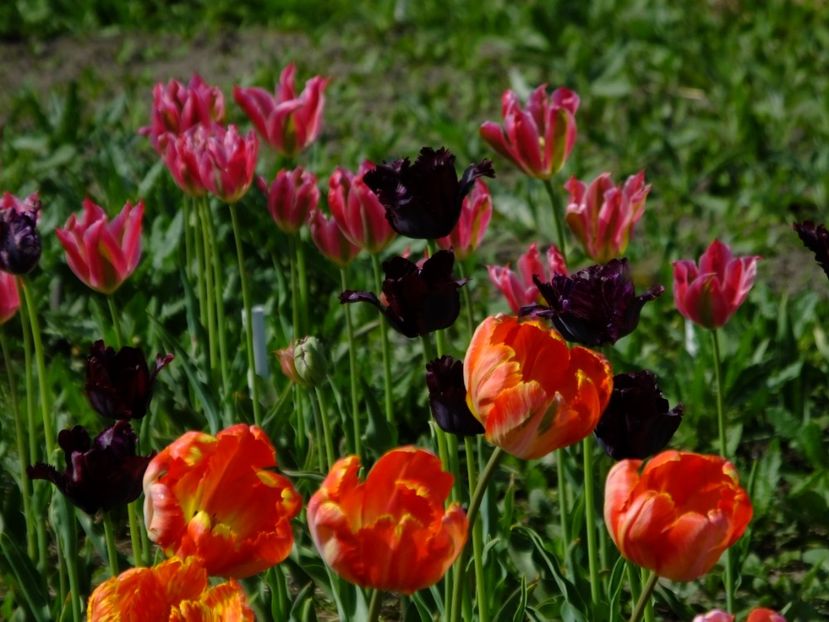  - 2018_02_Lalele_III