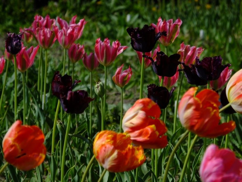  - 2018_02_Lalele_III