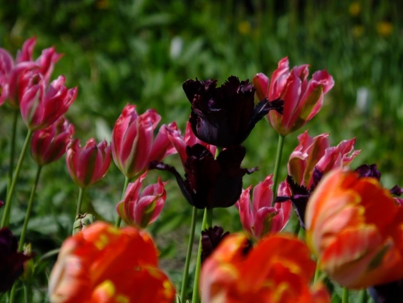  - 2018_02_Lalele_III