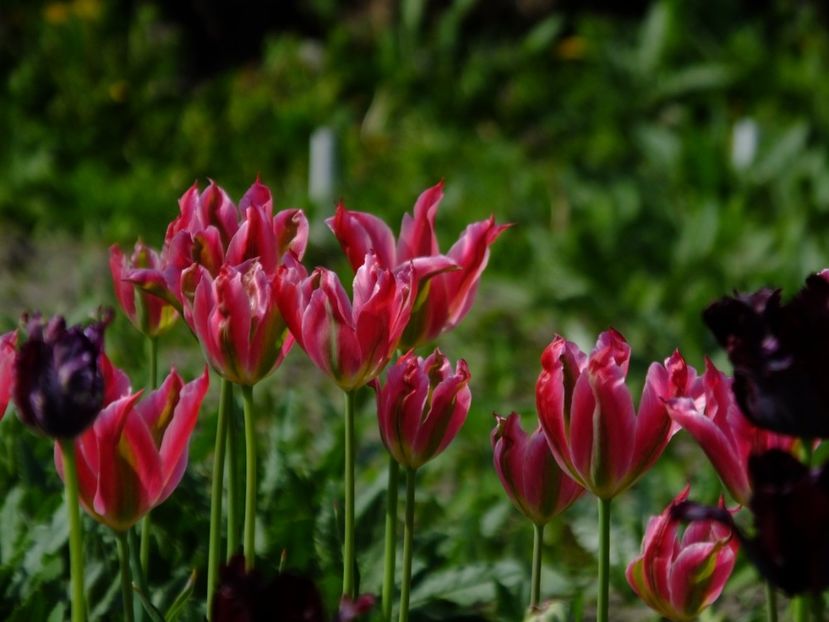  - 2018_02_Lalele_III