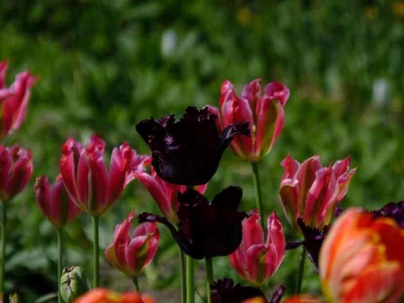  - 2018_02_Lalele_III