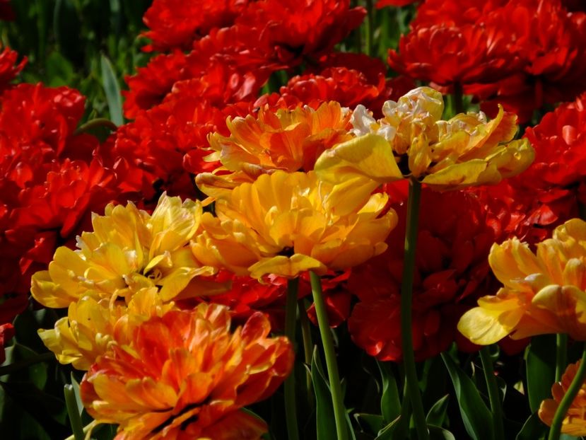  - 2018_02_Lalele_III