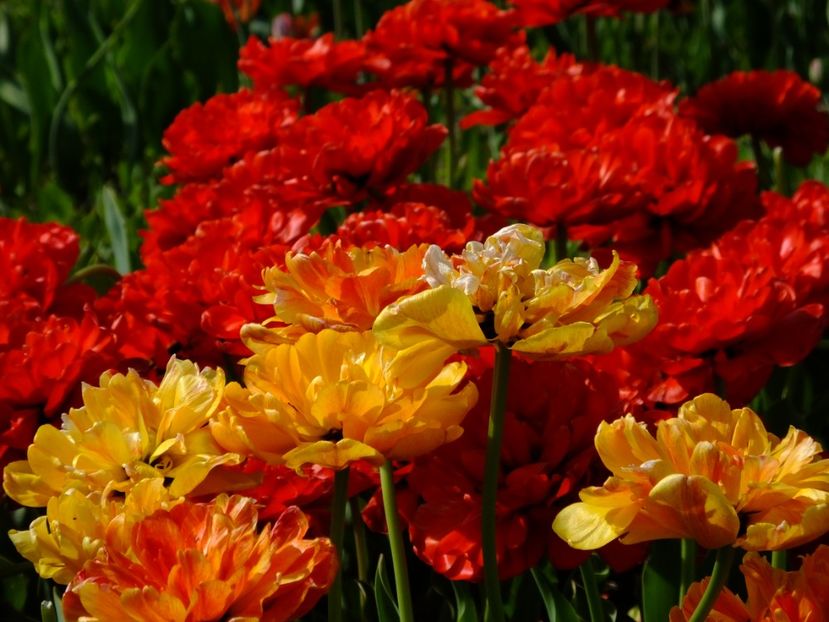  - 2018_02_Lalele_III