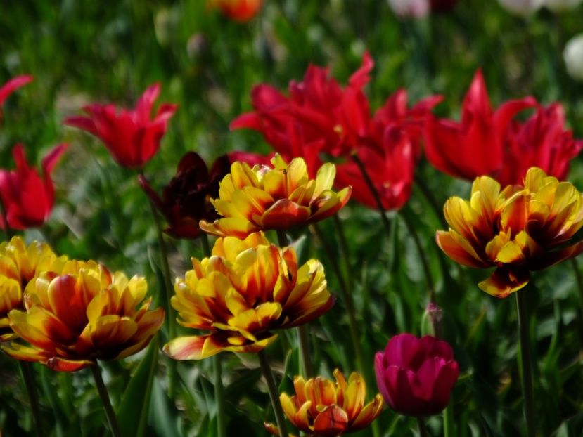  - 2018_02_Lalele_III