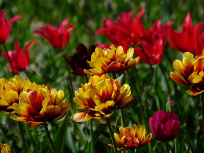  - 2018_02_Lalele_III