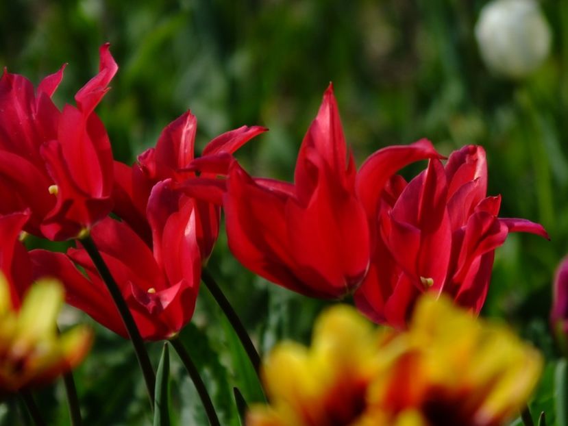  - 2018_02_Lalele_III