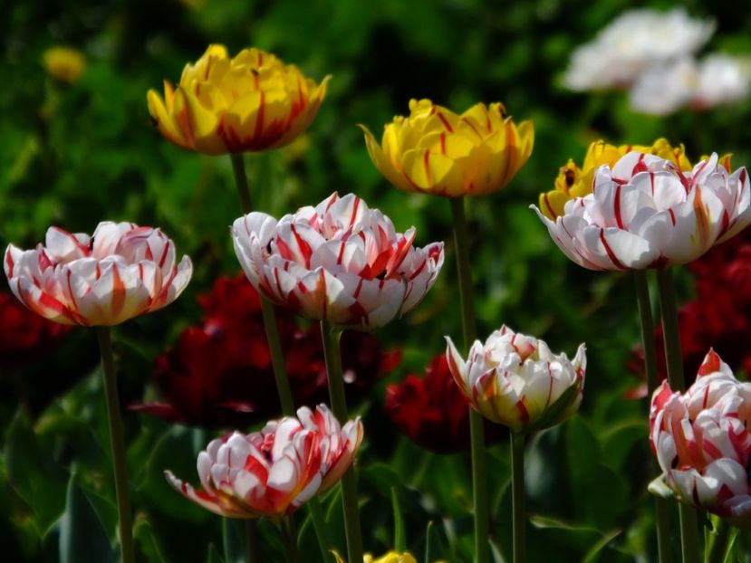  - 2018_02_Lalele_III