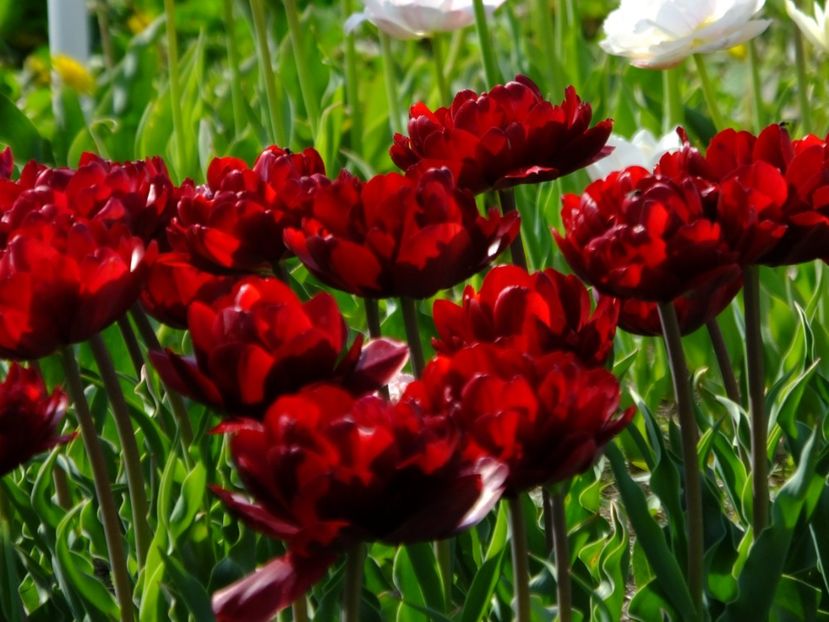  - 2018_02_Lalele_III