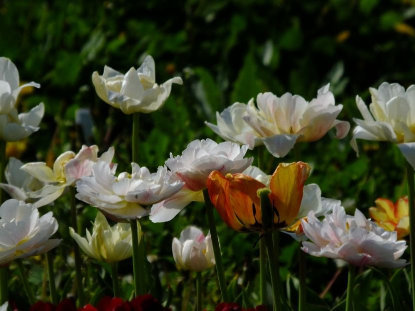  - 2018_02_Lalele_III