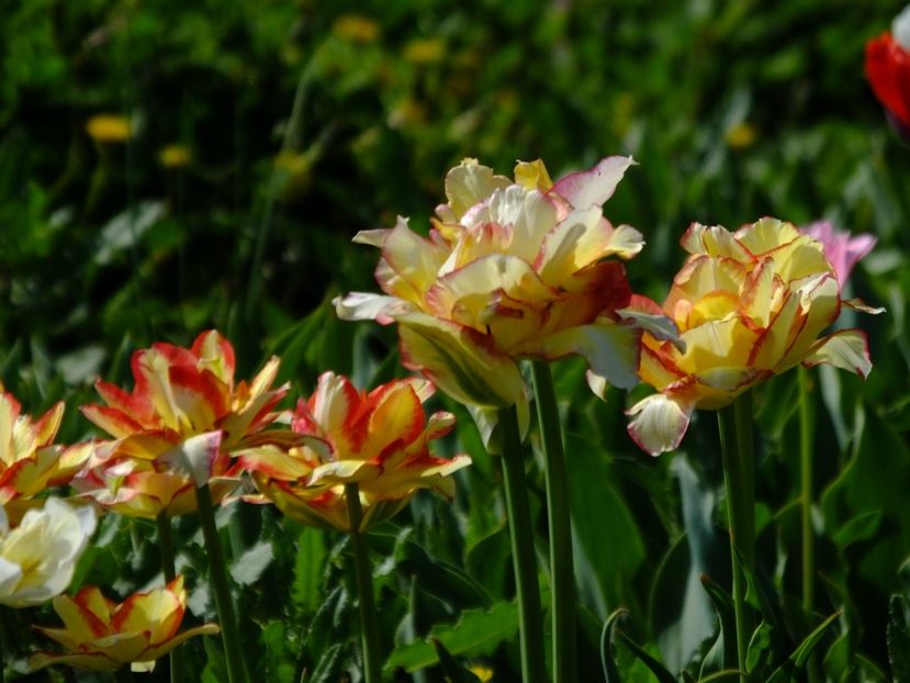  - 2018_02_Lalele_III