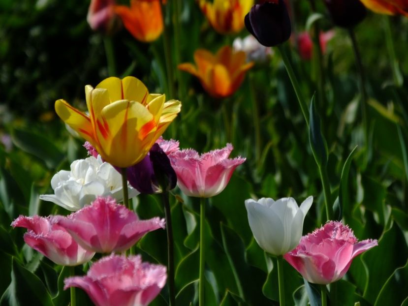  - 2018_02_Lalele_III