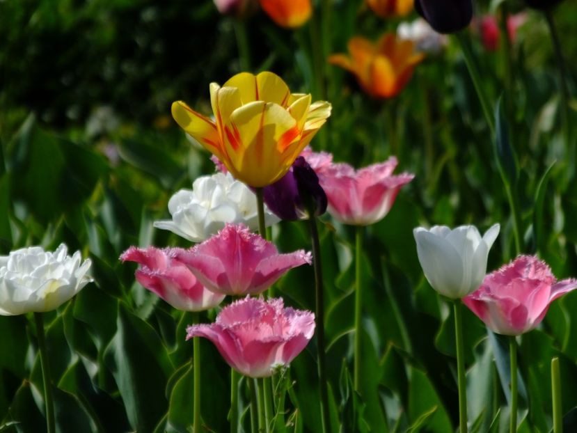  - 2018_02_Lalele_III