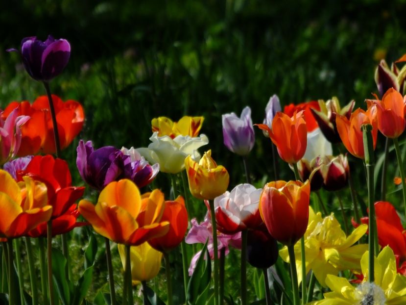  - 2018_02_Lalele_III