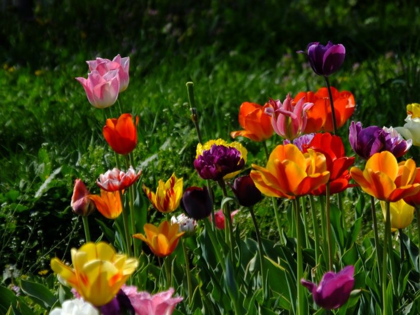  - 2018_02_Lalele_III