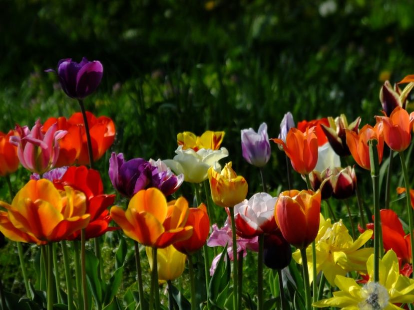  - 2018_02_Lalele_III