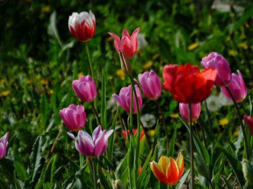  - 2018_02_Lalele_III