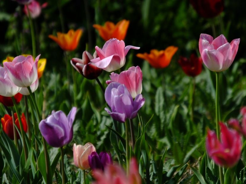  - 2018_02_Lalele_III