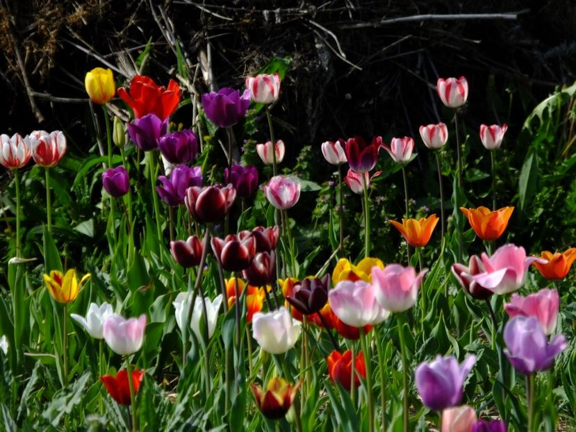  - 2018_02_Lalele_III