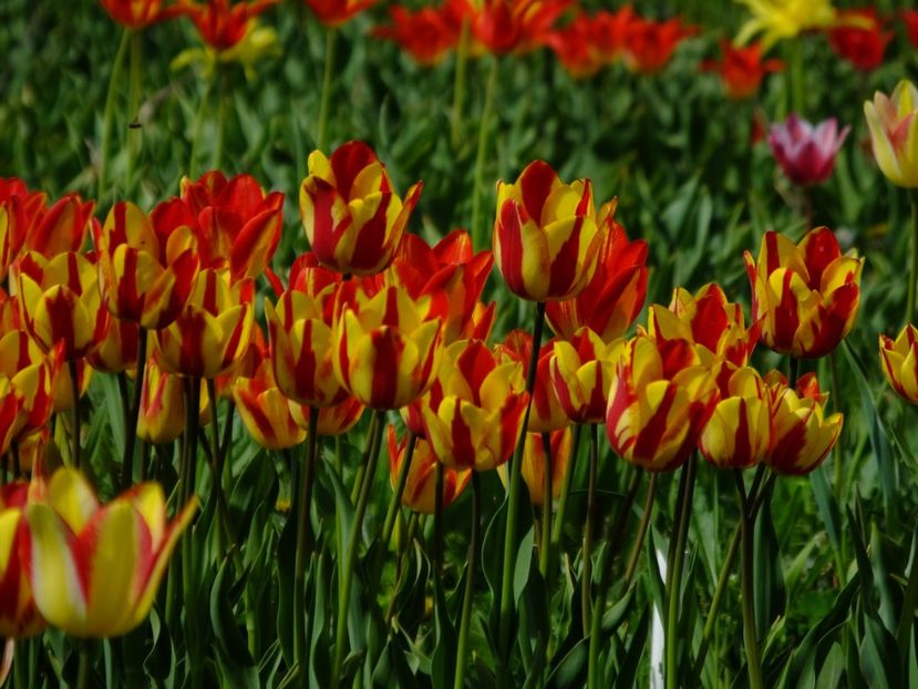  - 2018_02_Lalele_III