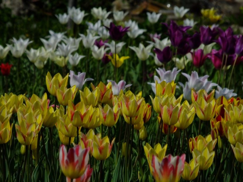  - 2018_02_Lalele_III